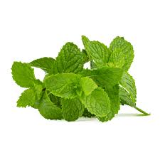 Bunch of fresh green mint leaves on a white background for a dry mouth flavor visual